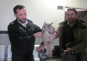 نجات جغد شاخ دار بی پناه در اردبیل