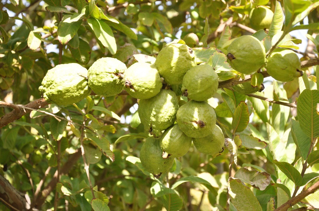 برداشت میوه گواوا از باغات سرباز  آغاز شد