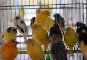 باند سارقان پرنده‌های زینتی در قم به دام افتادند