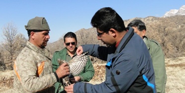 رهاسازی یک بهله پرنده شکاری در طبیعت دنا