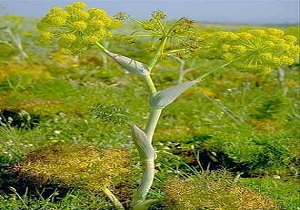 درآمد ۶۰ میلیاردی آنغوزه در خراسان جنوبی