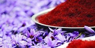 محلول پاشی طلای سرخ /آبیاری به موقع مهمترین عامل در رشد زعفران/منتشرنشود