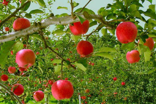 باغ سیب مهرشهر جانی دوباره گرفت