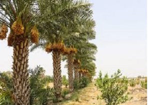 تسریع در روند اخذ اسناد باغات و مزارع