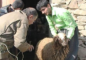 ایمن سازی بیش از ۳۱۴ هزار راس دام علیه بیماری شاربن درمهاباد