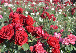 کارگران غیور یزدی آماده شرکت در انتخابات مجلس + فیلم