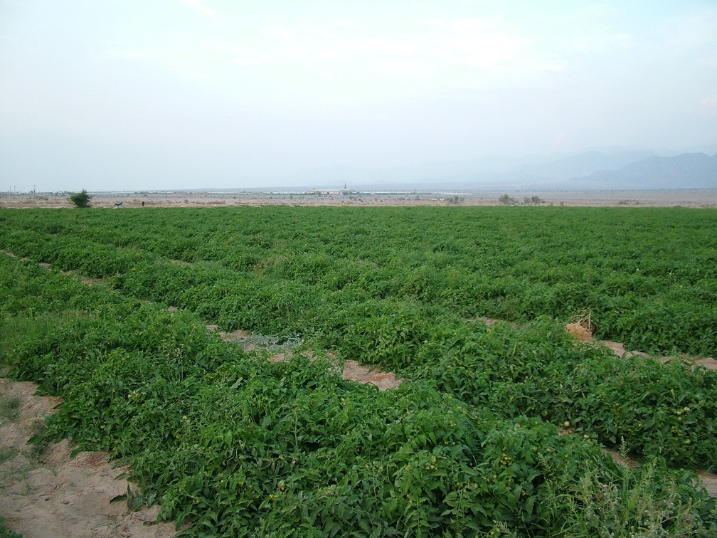 ۱۲ هزار هکتار کشت گوجه فرنگی در جنوب کرمان