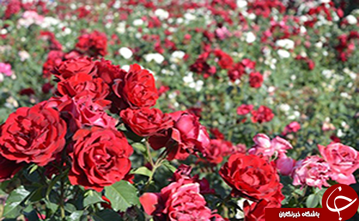 گزارش های استان ها