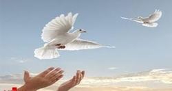 قاتل ،پای چوبه دار در زنجان بخشیده شد
