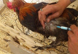 واکسیناسیون رایگان طیور روستا‌های سمنان علیه بیماری نیوکاسل