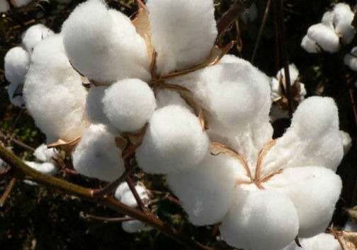 افزایش ۲ برابری تولید پنبه در گلستان