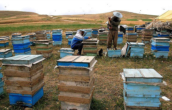 دستگیری سارق کندوهای عسل!