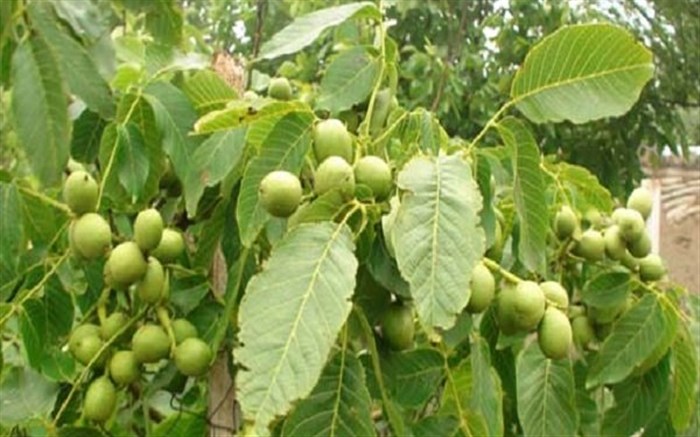 استان همدان در رتبه دوم باغداران نمونه کشور