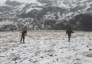 دانه پاشی ۱۰ هکتار از زیستگاه‌های پرندگان در شهرستان خلخال
