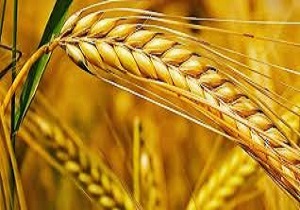 ۳۹۲ هزار هکتار از مزارع استان کرمانشاه به کشت گندم اختصاص یافت
