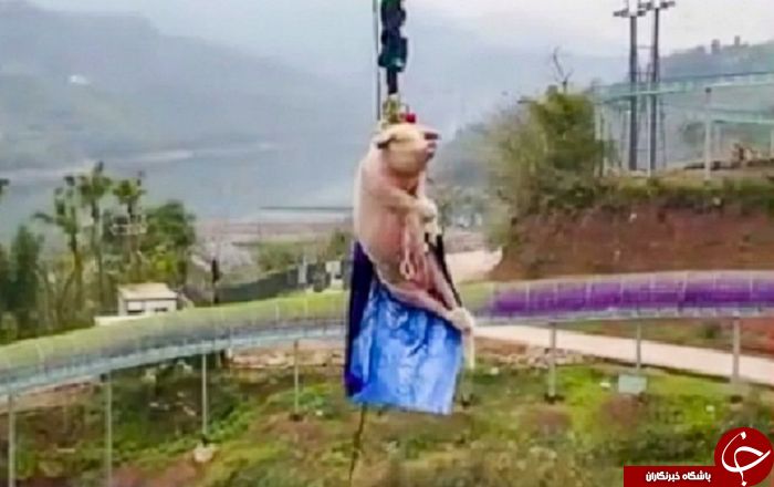 اقدام غیرانسانی مسئولان پارک با خوک زنده برای جذب گردشگر!
