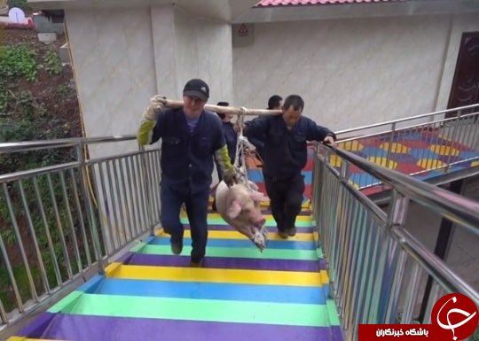 اقدام غیرانسانی مسئولان پارک با خوک زنده برای جذب گردشگر!