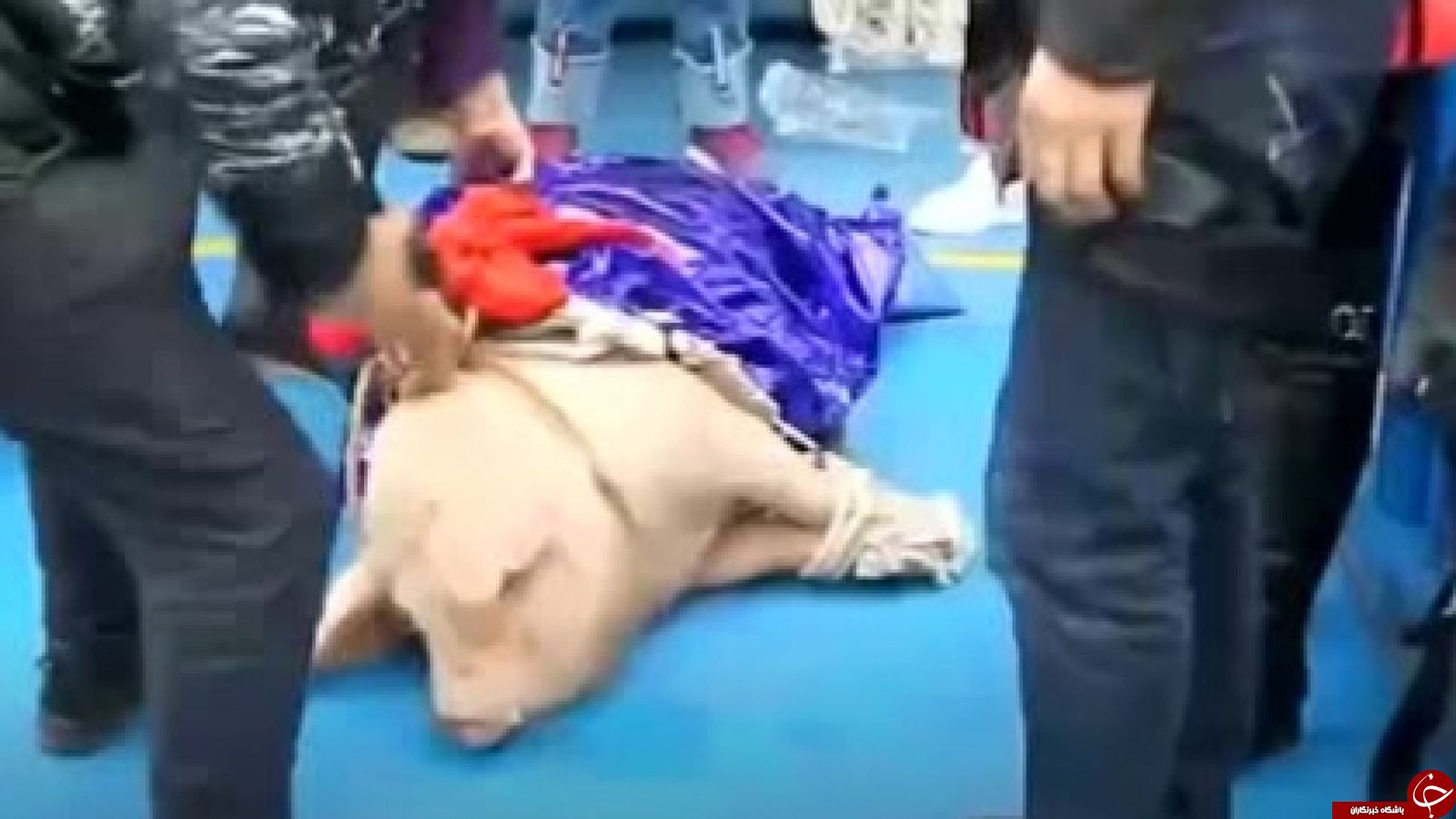 اقدام غیرانسانی مسئولان پارک با خوک زنده برای جذب گردشگر!
