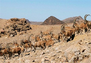 مشاهده سلطان صخره‌ها در حیات وحش اشنویه