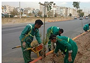 هرس زمستانه درختان معابر و پارک‌های شهری سنندج آغاز شد
