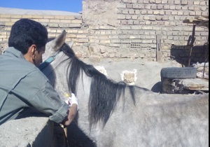 پایش بیماری مشمشه درشهرستان فردوس