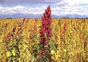 پیش بینی تولید ۱۰۰تُن خاویار گیاهی در مزارع خراسان جنوبی