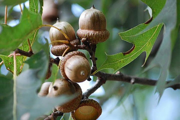کاشت ۲ هزار بذر بلوط وبادامک در شهرستان اسد آباد