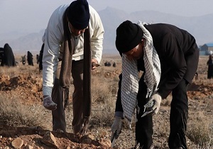 کاشت ۵۰ هکتار بادام کوهی در شهرستان مهدیشهر