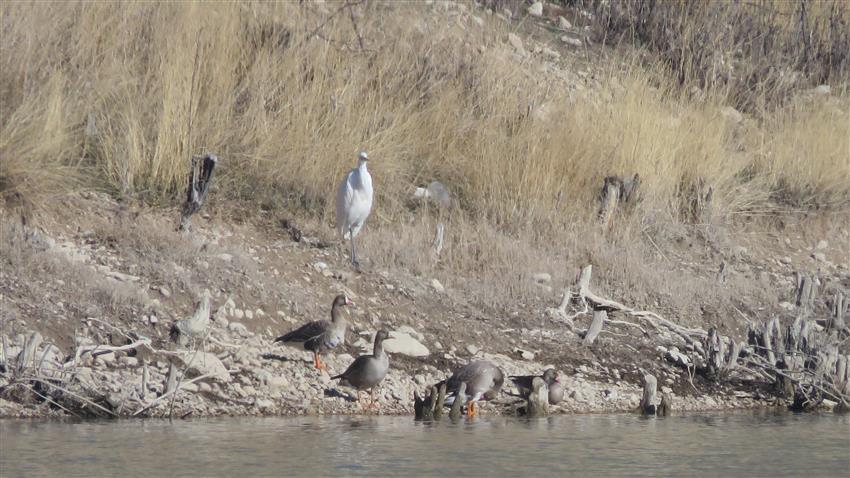 مشاهده دو جفت غاز پیشانی سفید بزرگ در زیستگاه&zwnj;های شرق استان تهران