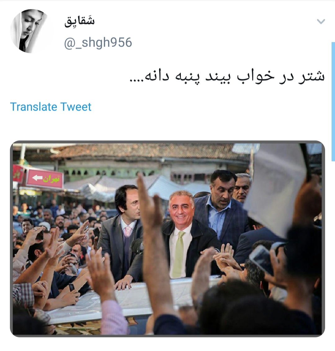 شتر در خواب بیند پنبه دانه