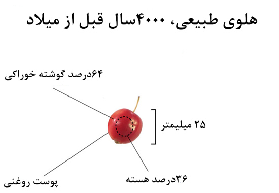 تصاویر جالب از میوه ها و سبزیجات قبل از اهلی شدن!