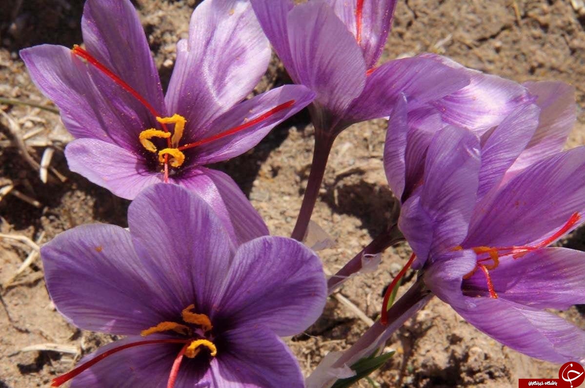 دورهمی گیاهان دارویی