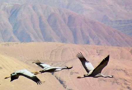 پرندگان مهاجر قطبی در خاش زمستان گذرانی می&zwnj;کنند