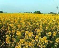 سرمازدگی مزارع کلزا در مرودشت