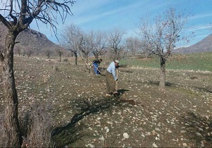غنی سازی ۱۵۰۰ هکتاراز اراضی جنگلی کامیاران
