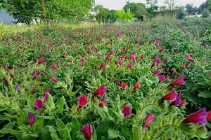 رونق کاشت گیاهان دارویی در اصفهان