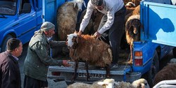 &zwj; کشف ۴۴ چهار راس گاو وگوسفند در تربت جام
