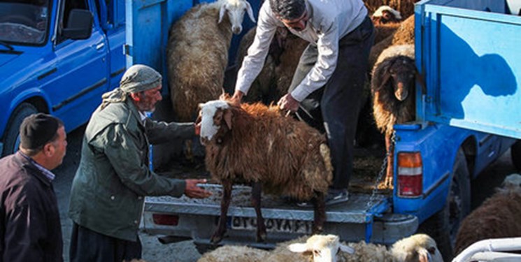 ‍ کشف ۴۴ چهار راس گاو وگوسفند در تربت جام
