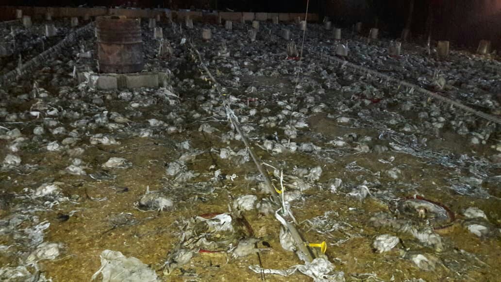 تلف شدن ۱۰ هزار قطعه جوجه در آتش سوزی مرغداری در شهربابک