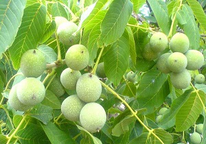 گسترش آفت «کرم خراط» در باغات میوه سمیرم