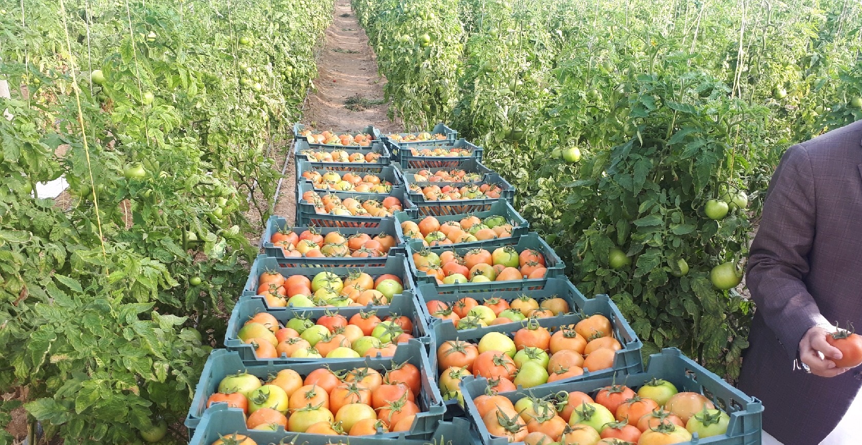 صادرات گوجه فرنگی میرجاوه به خارج از کشور