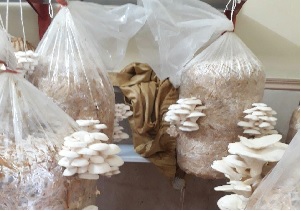 برگزاری دوره های مهارت های فنی و حرفه ای در روستاهای خرسان جنوبی