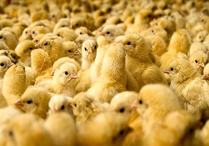 افزایش جوجه ریزی در مرغداری‌های خوزستان
