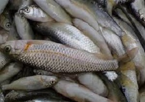 سه متخلف صید غیرمجازماهی دستگیر شدند