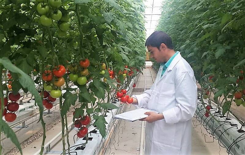 ۸۵ درصد گلخانه&zwnj;های بم هیدروپونیک است
