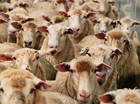 آغاز پلاک کوبی و شناسنامه دار کردن دام‌های شهرستان مرند