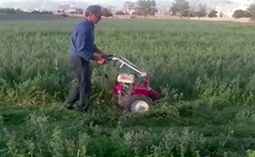 از برداشت زعفران از زیر زمین خانه با چاشنی تلاش و پشتکار تا فرا رسیدن فصل برداشت گل نرگس از زمین&zwnj;های طبس + فیلم