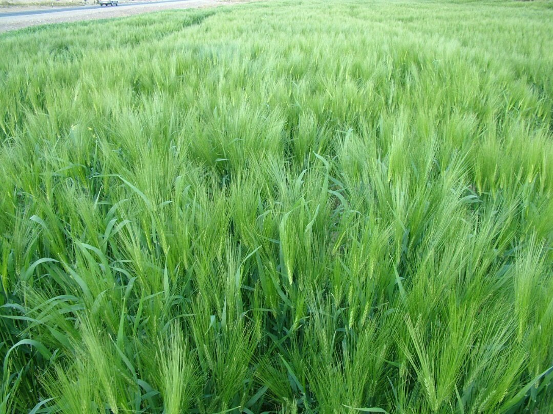 کشت ۳۵۰۰هکتار محصولات زراعی پاییزه در شهرستان زاهدان