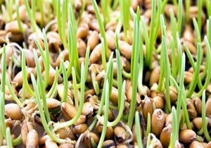 بذرهای نامرغوب گندم در کدام مناطق گلستان توزیع شد؟