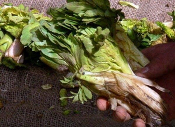 گیاهی به نام &laquo;نوزاد برف&raquo;